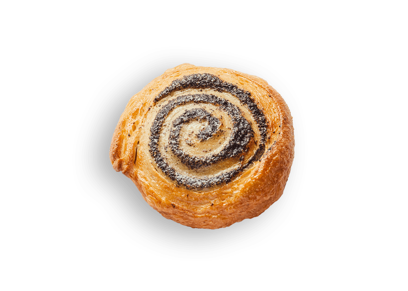 Mohnschnecke
